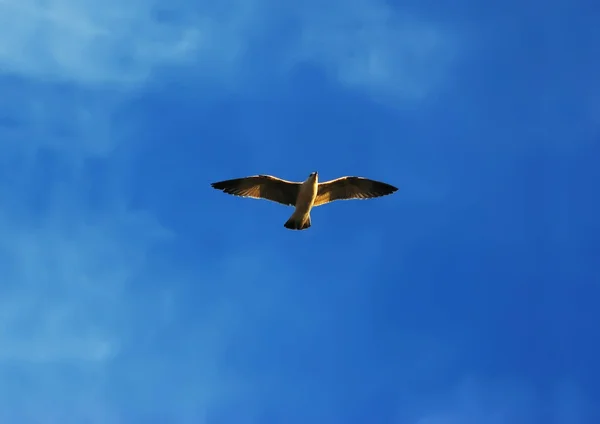 Летающая чайка — стоковое фото