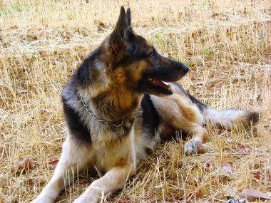 Alman çoban köpeği.