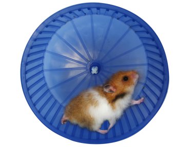 Hamster in a wheel clipart