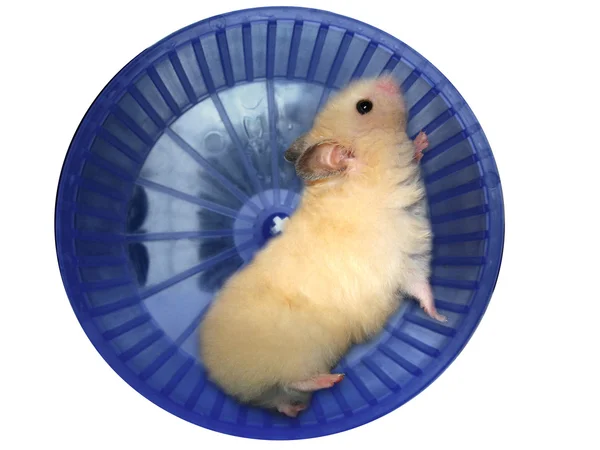 Hamster in a wheel — Stock Photo, Image