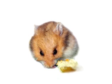 sevimli hamster