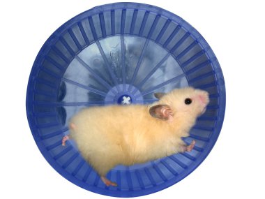 Hamster in a wheel clipart