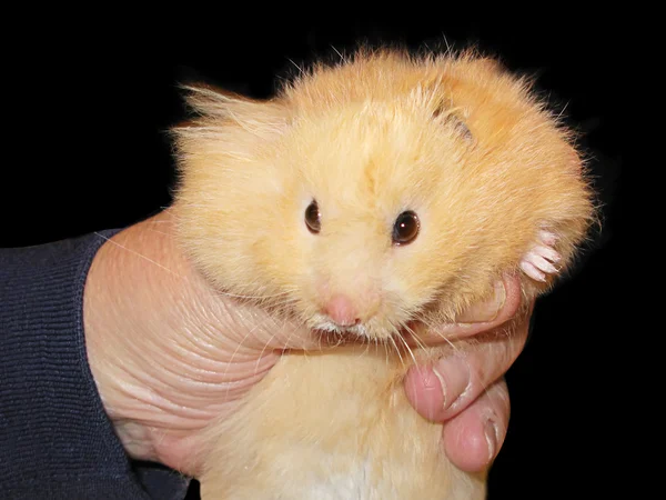 Hand med en hamster — Stockfoto