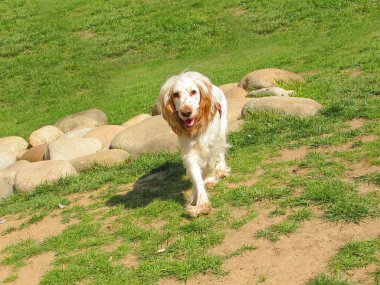 İngiliz cocker spaniel köpek yavrusu