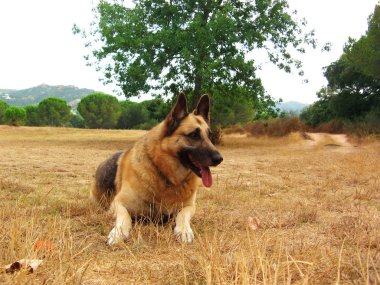 renkli ve canlı havai fişek