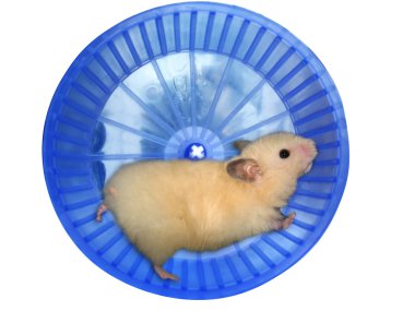 Hamster in a wheel clipart