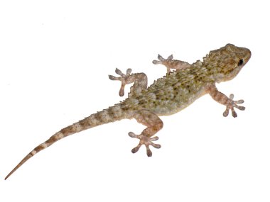 Gecko close-up clipart