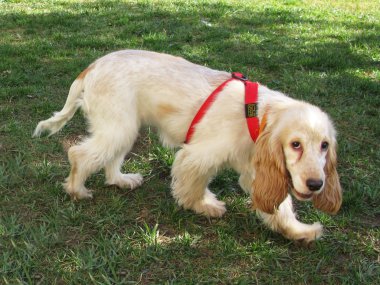 English Cocker Spaniel puppy clipart