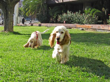 Cocker spaniel puppies