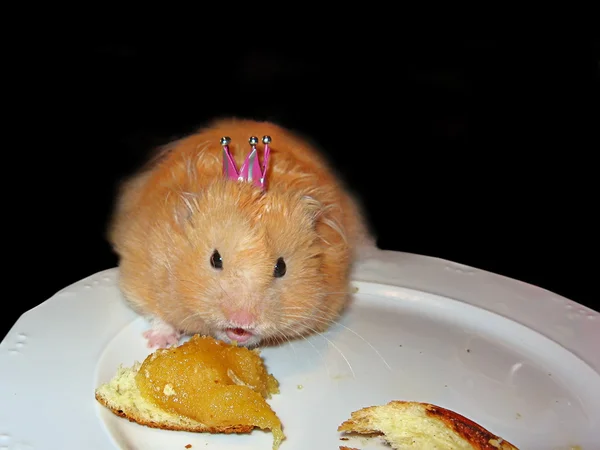 Bir taç ile şirin hamster — Stok fotoğraf