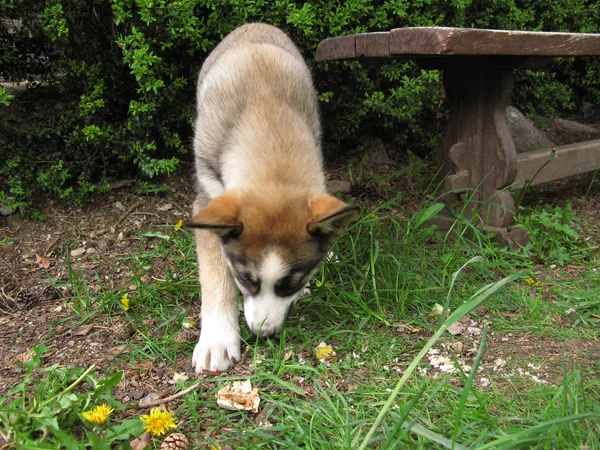 Husky puppy — Stockfoto