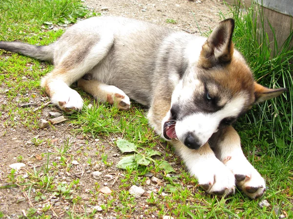 Cachorro Husky — Foto de Stock
