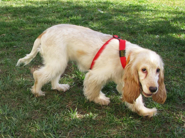 Cãozinho inglês cocker spaniel — Fotografia de Stock