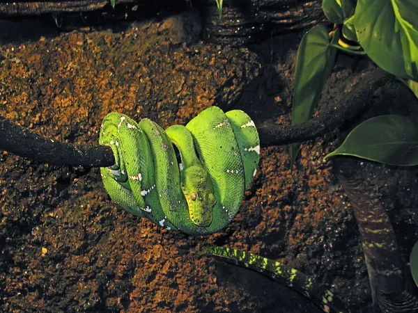 stock image Emerald boa snake