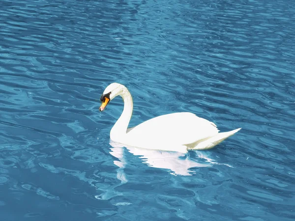 Beyaz Kuğu Yüzme — Stok fotoğraf