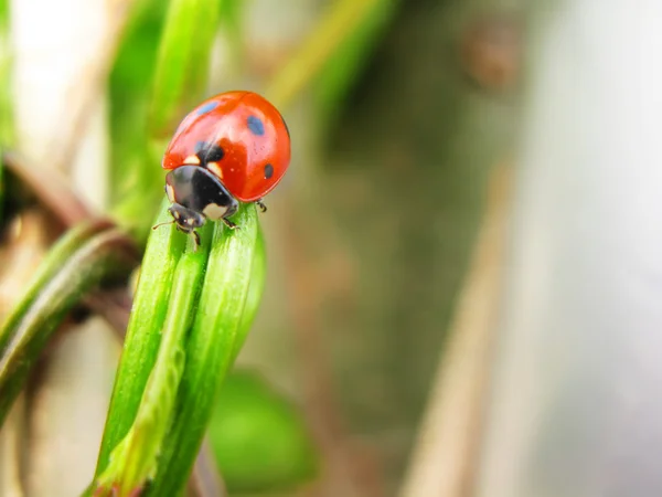 stock image Ladybug close-up