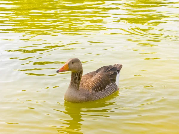 Úszás kacsa — Stock Fotó