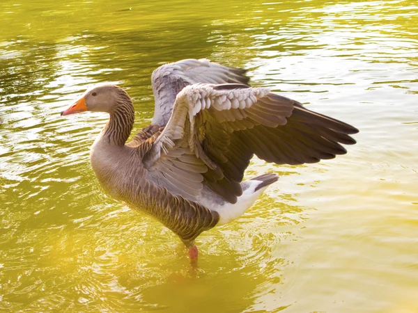 Açık kanatlı ördek — Stok fotoğraf