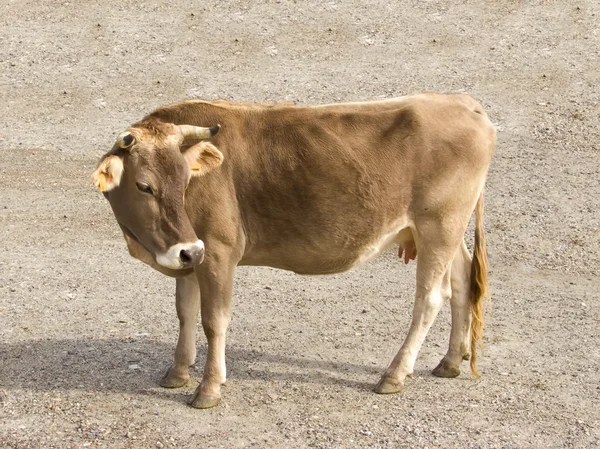 Krowa z bliska — Zdjęcie stockowe