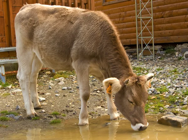 Vaca bebendo — Fotografia de Stock