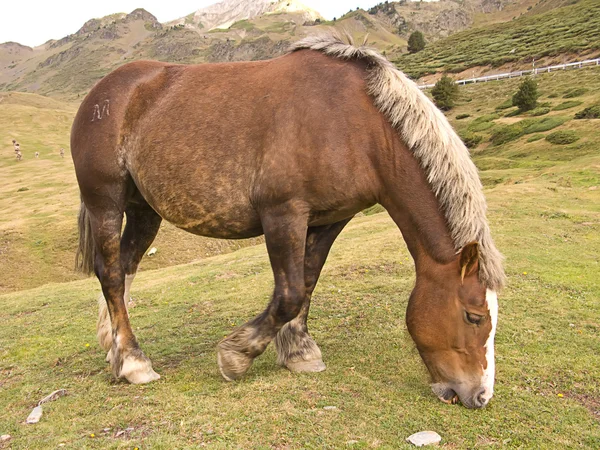 stock image Brown horse in mountains