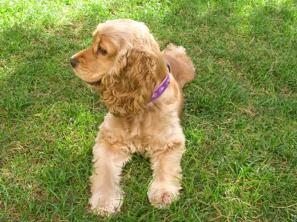 Cute american young Cocker Spaniel — Stock Photo, Image