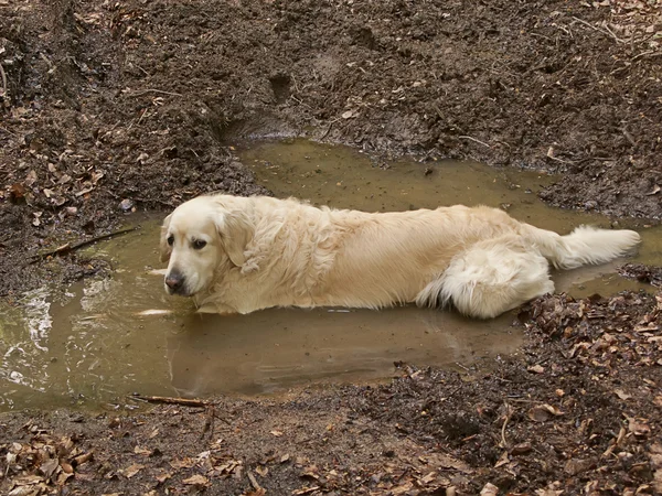 stock image Dirty Golden retriever dog