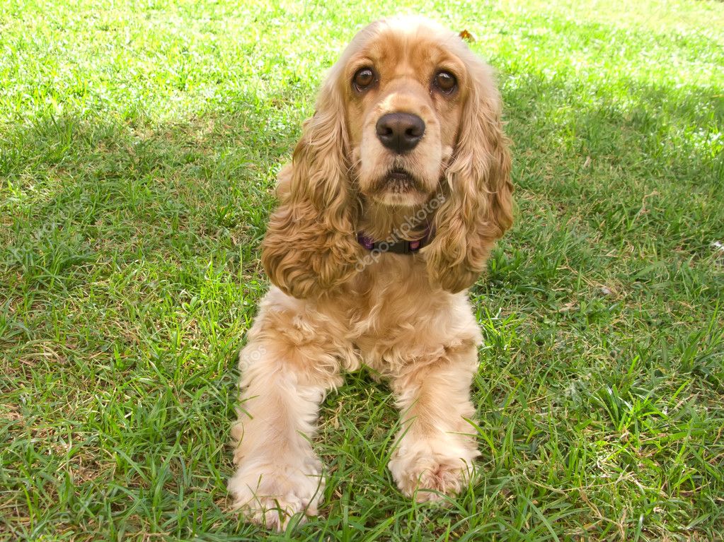 Cute american Cocker Spaniel puppy — Stock Photo © Tempusfugit1980 #6317555