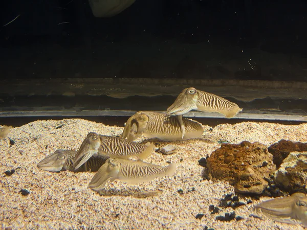 Cuttlefish close up. Underwater aquatic life — Stock Photo, Image
