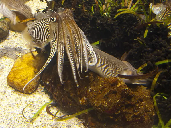 Cuttlefish de perto. Vida aquática subaquática — Fotografia de Stock