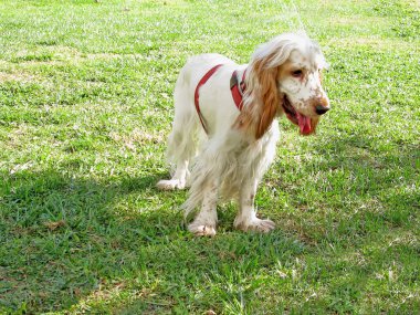 İngiliz cocker spaniel köpek yavrusu