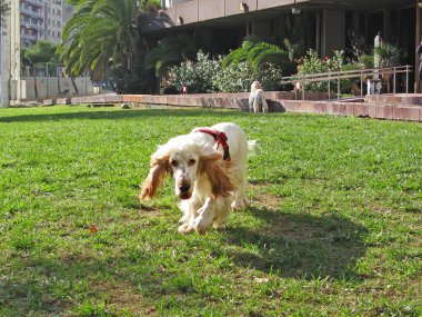 İngiliz cocker spaniel köpek yavrusu