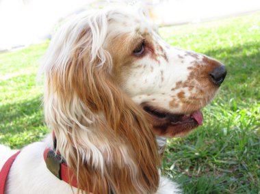 İngiliz cocker spaniel köpek yavrusu