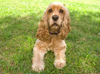 Şirin Amerikan Cocker Spaniel köpeği