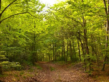 yeşil ve vahşi doğa, orman, İspanya (İspanya)