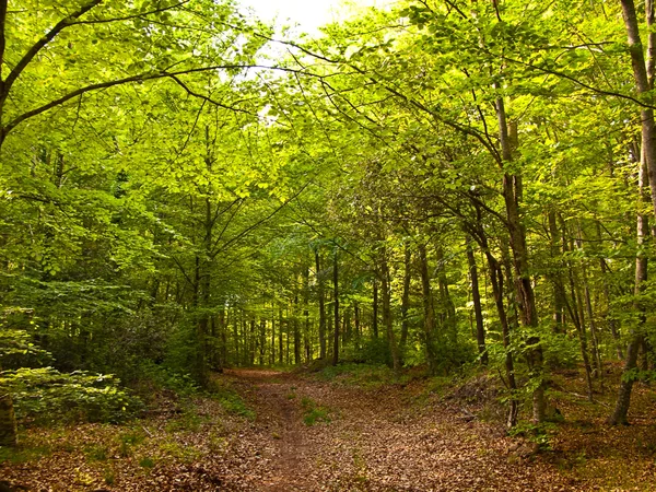 Yeşil ve vahşi doğa, orman, İspanya (İspanya) — Stok fotoğraf