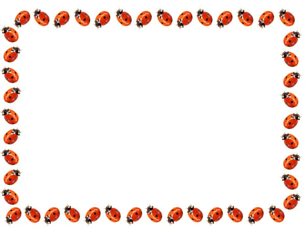 Ladybugs frame — Stock Photo, Image