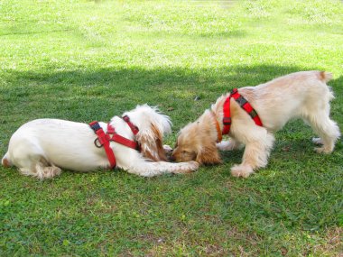 İngiliz cocker spaniel köpek yavrusu