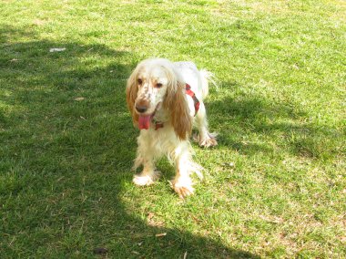 İngiliz cocker spaniel köpek yavrusu