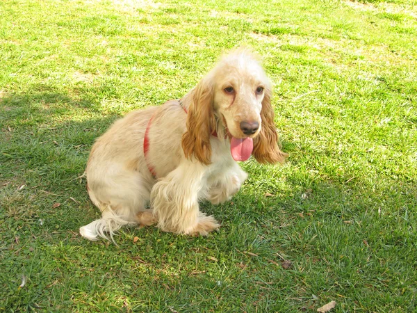 Engelse cocker spaniel puppy — Stockfoto