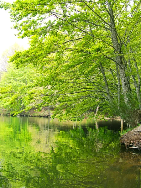 Riflessione verde della foresta sull'acqua. Un lago in Catalogna (Spagna) ) — Foto Stock