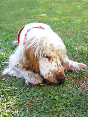 İngiliz cocker spaniel köpek yavrusu