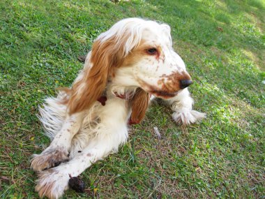 English Cocker Spaniel puppy clipart