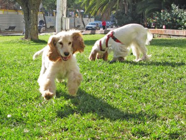 İngiliz cocker spaniel köpek yavrusu