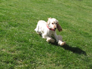 İngiliz cocker spaniel köpek yavrusu