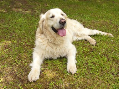 oldukça golden retriever köpek