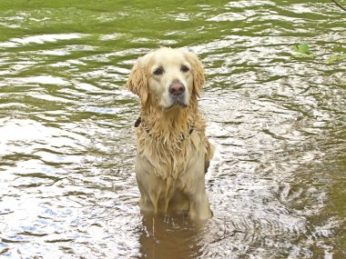 Golden Retriever suda oynuyor.