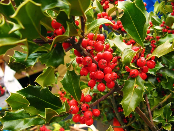 stock image Christmas holly berries close up