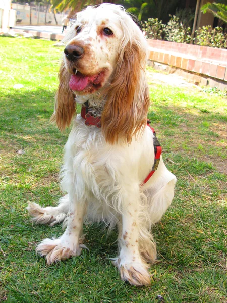 Cocker cani spaniel in giardino — Foto Stock