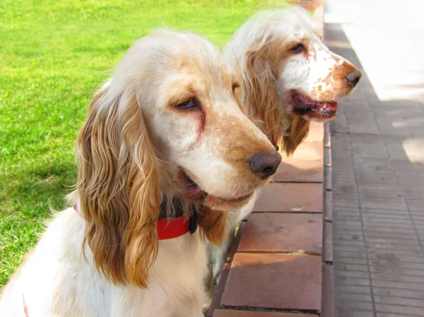 コッカースパニエル犬の庭 — ストック写真
